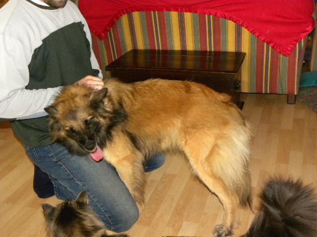 Tervueren Silje billede 6