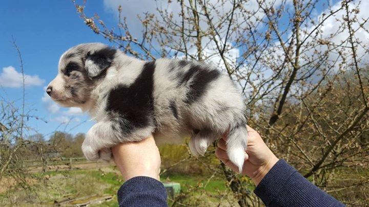 Australian shepherd Pepper billede 8