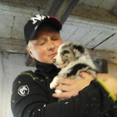 Australian shepherd Pepper billede 9