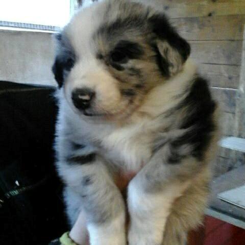 Australian shepherd Pepper billede 7
