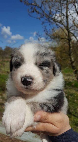 Australian shepherd Pepper billede 12