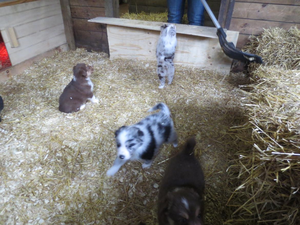 Australian shepherd Pepper billede 14