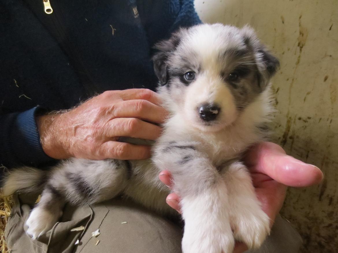 Australian shepherd Pepper billede 6