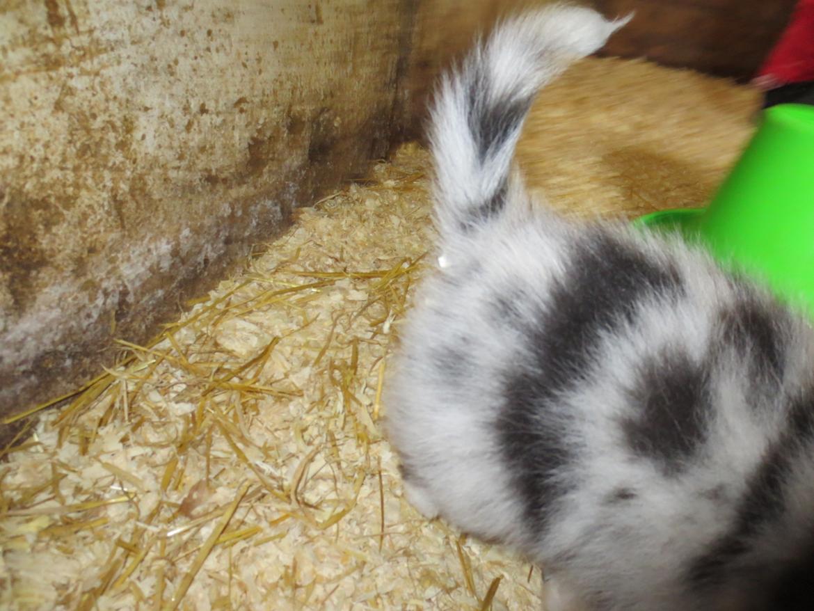 Australian shepherd Pepper billede 15