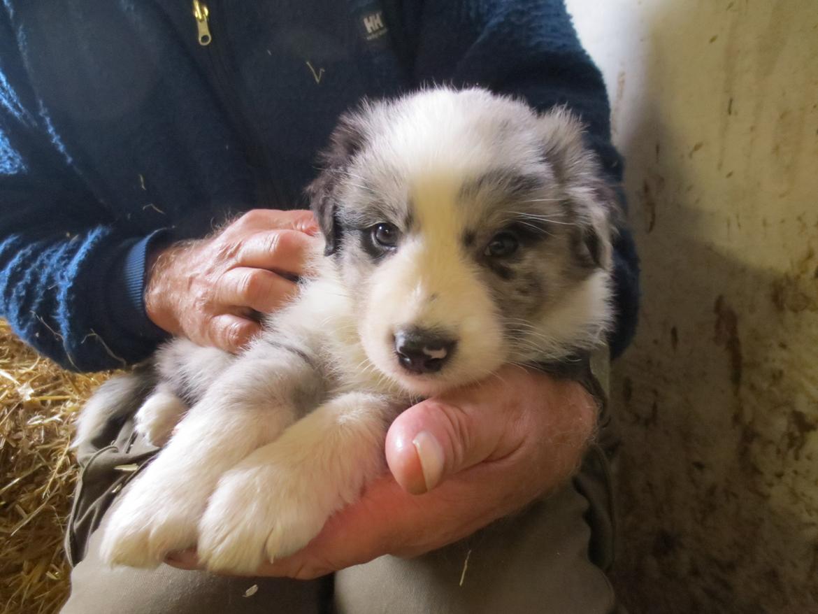 Australian shepherd Pepper billede 11