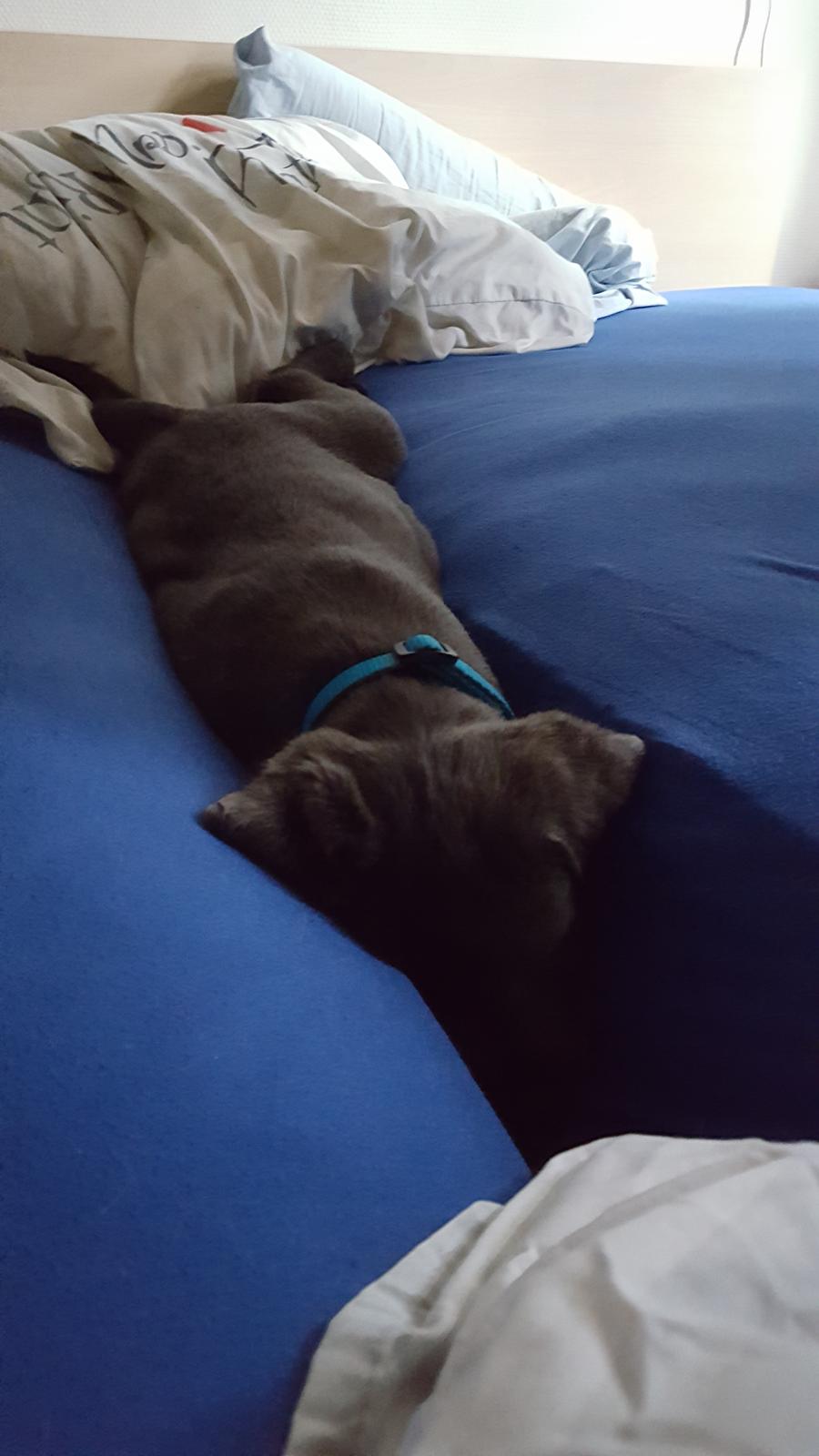 Labrador retriever Ivar von haulundgaard (otto) billede 7