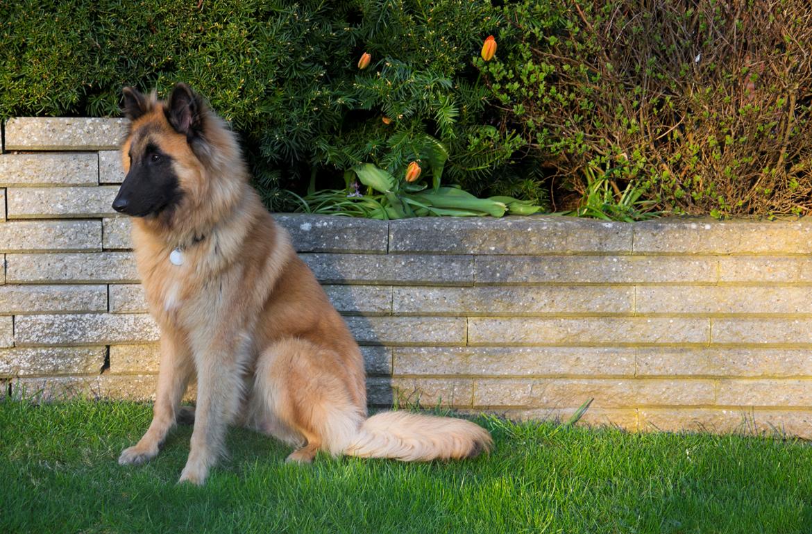 Tervueren Kenzo billede 25