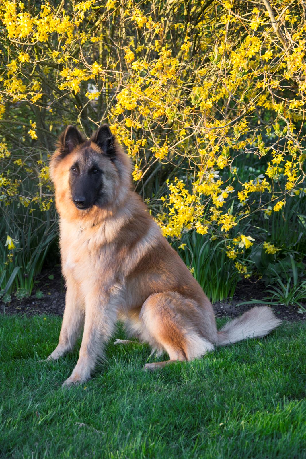 Tervueren Kenzo billede 14