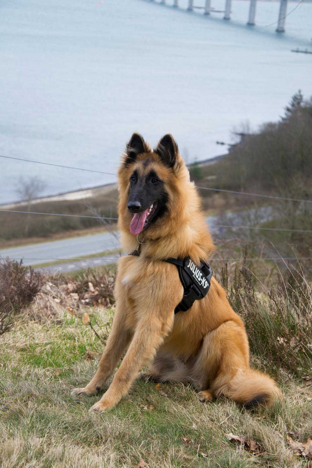 Tervueren Kenzo - Kenzo 7 måneder gammel og på skovtur :) billede 23