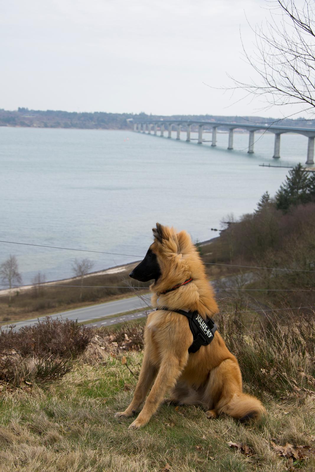 Tervueren Kenzo billede 4