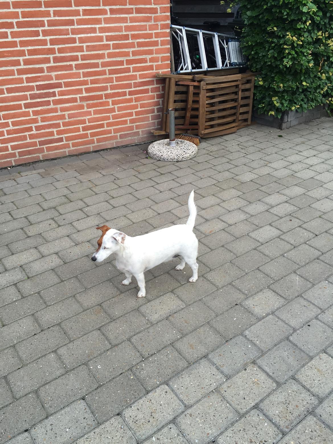 Jack russell terrier Gabi billede 1