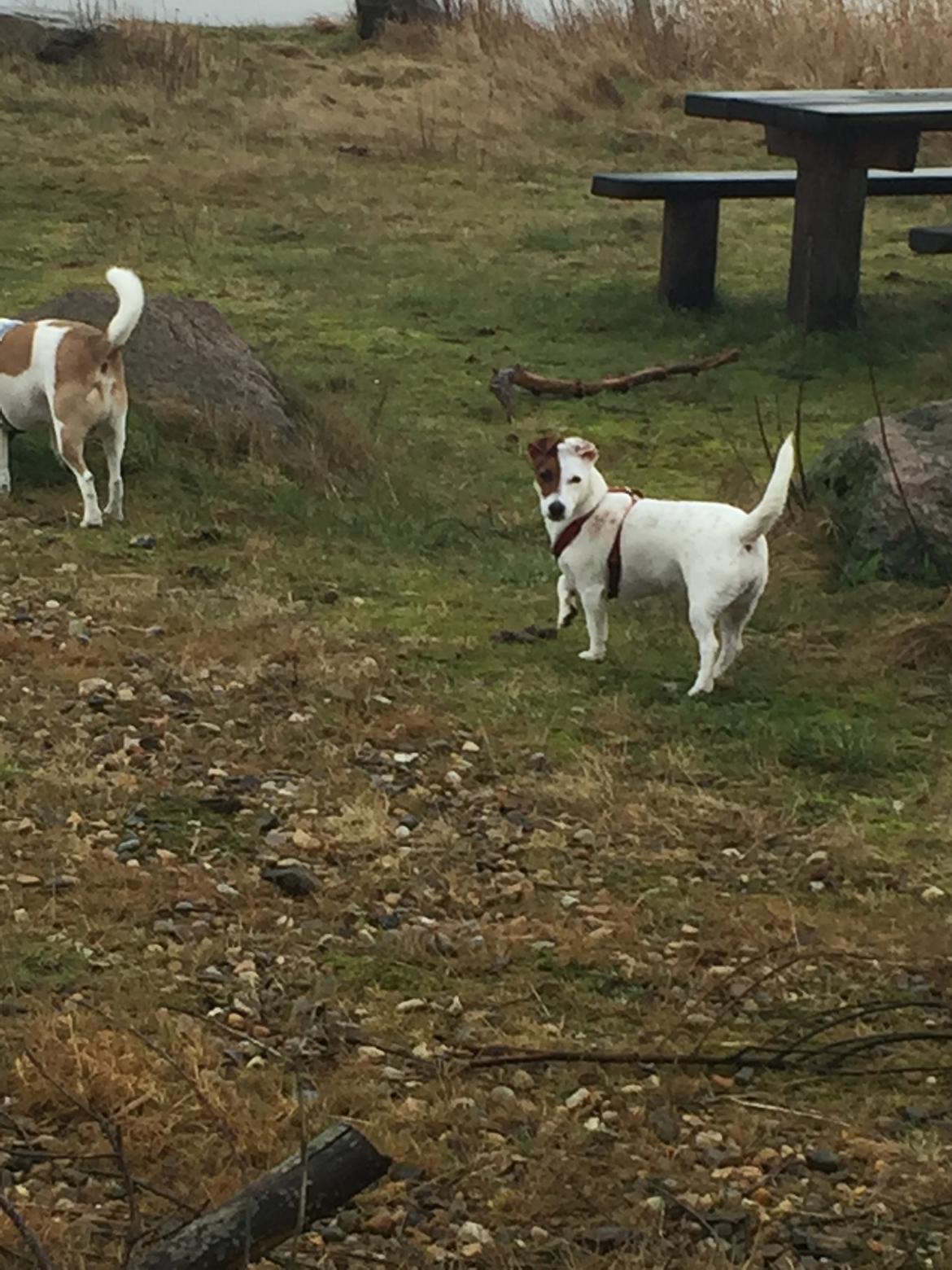 Jack russell terrier Gabi billede 5