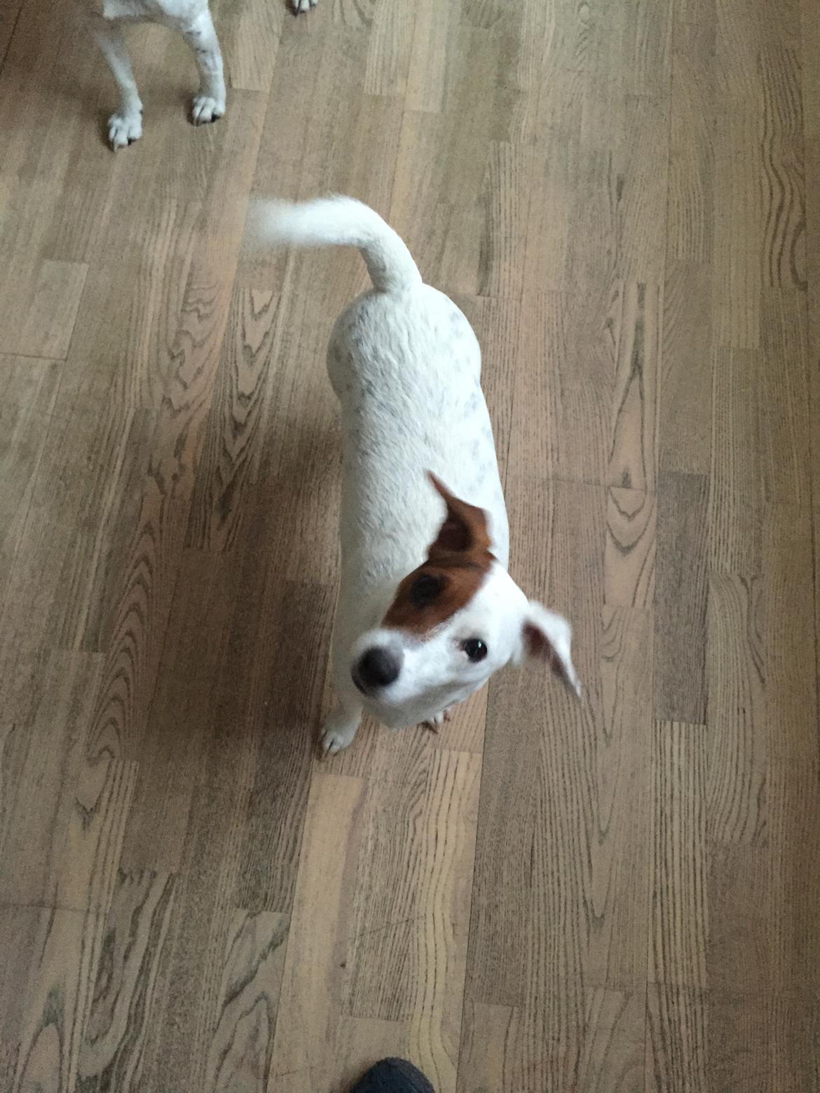 Jack russell terrier Gabi billede 6