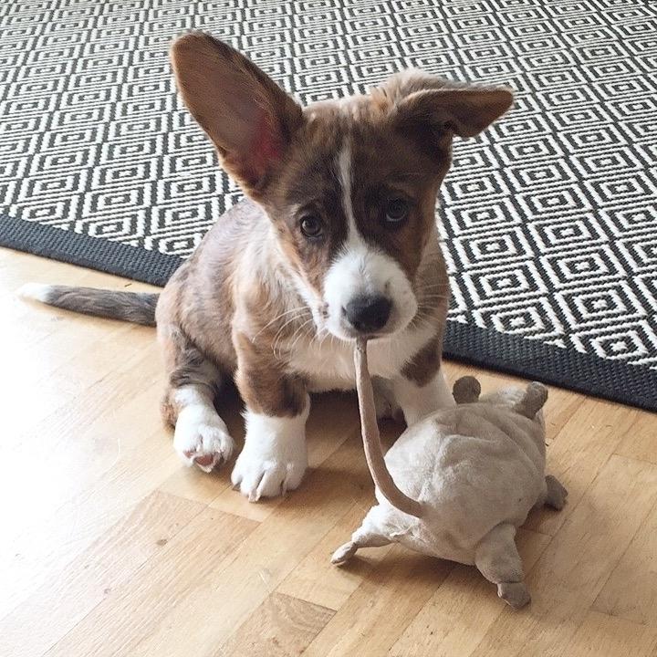 Welsh corgi cardigan Strandengen's Napoleon billede 9