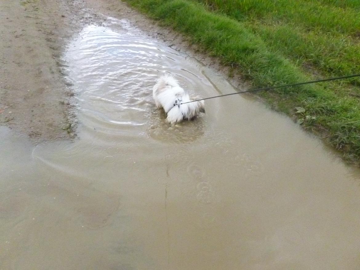 Coton de tulear King - Elsker de største vandpytter <3 billede 19
