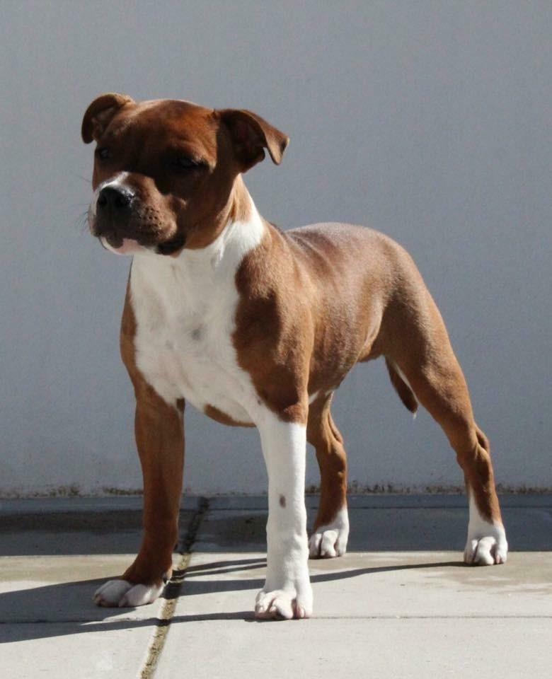 Staffordshire bull terrier * DALTON Jr. * billede 12