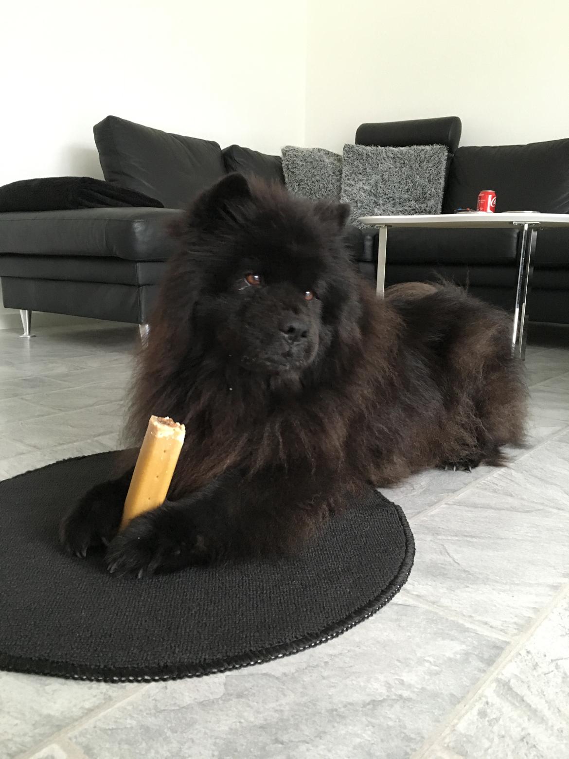 Chow chow Fuh Thu Josefine billede 30