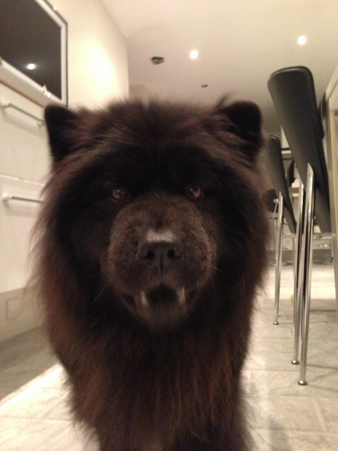 Chow chow Fuh Thu Josefine billede 32