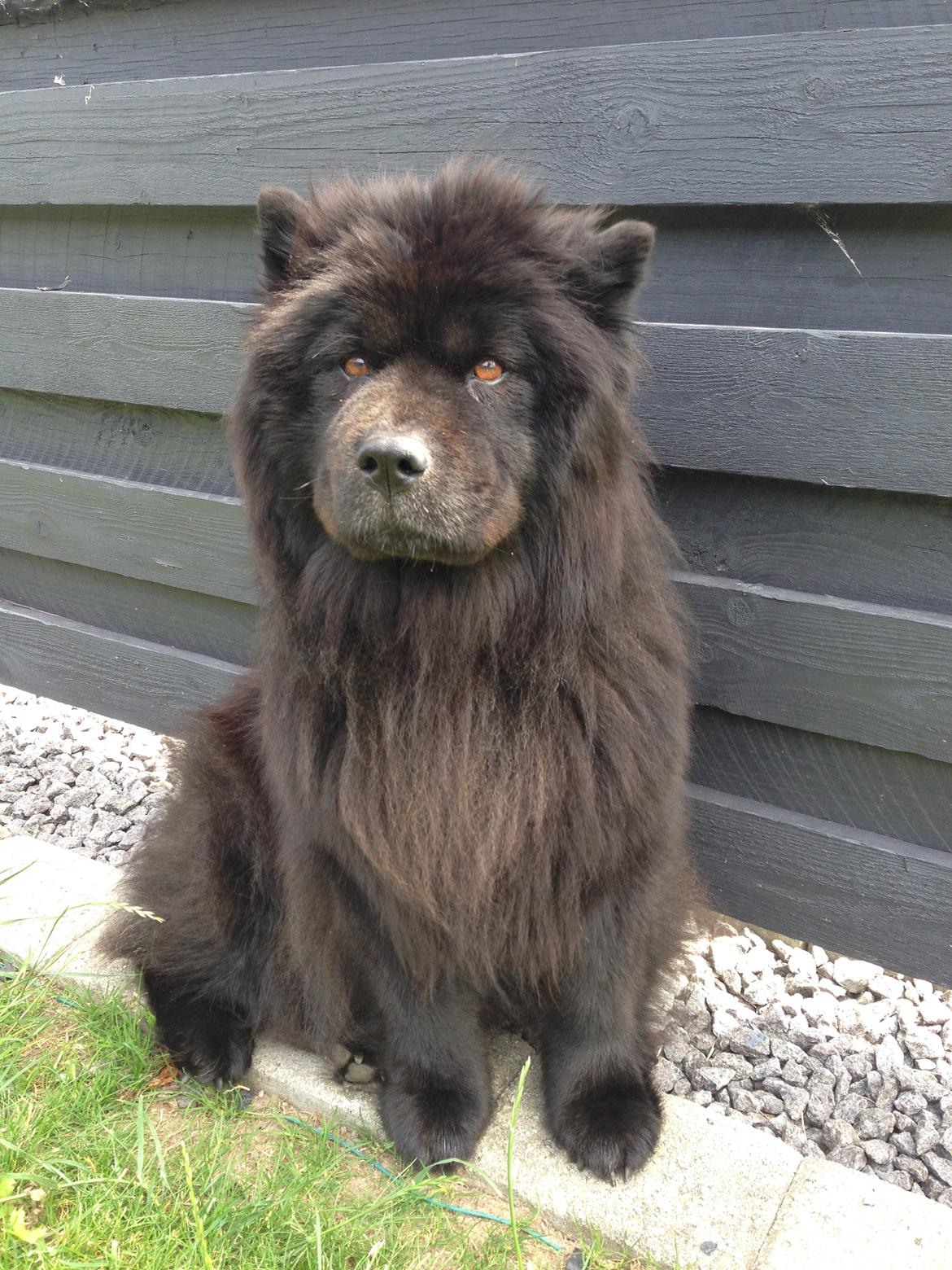 Chow chow Fuh Thu Josefine billede 45