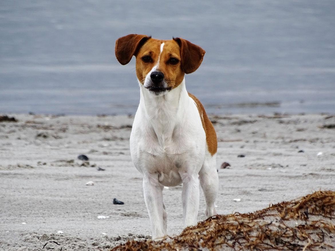 Dansk svensk gaardhund Sørøver Zallie billede 1