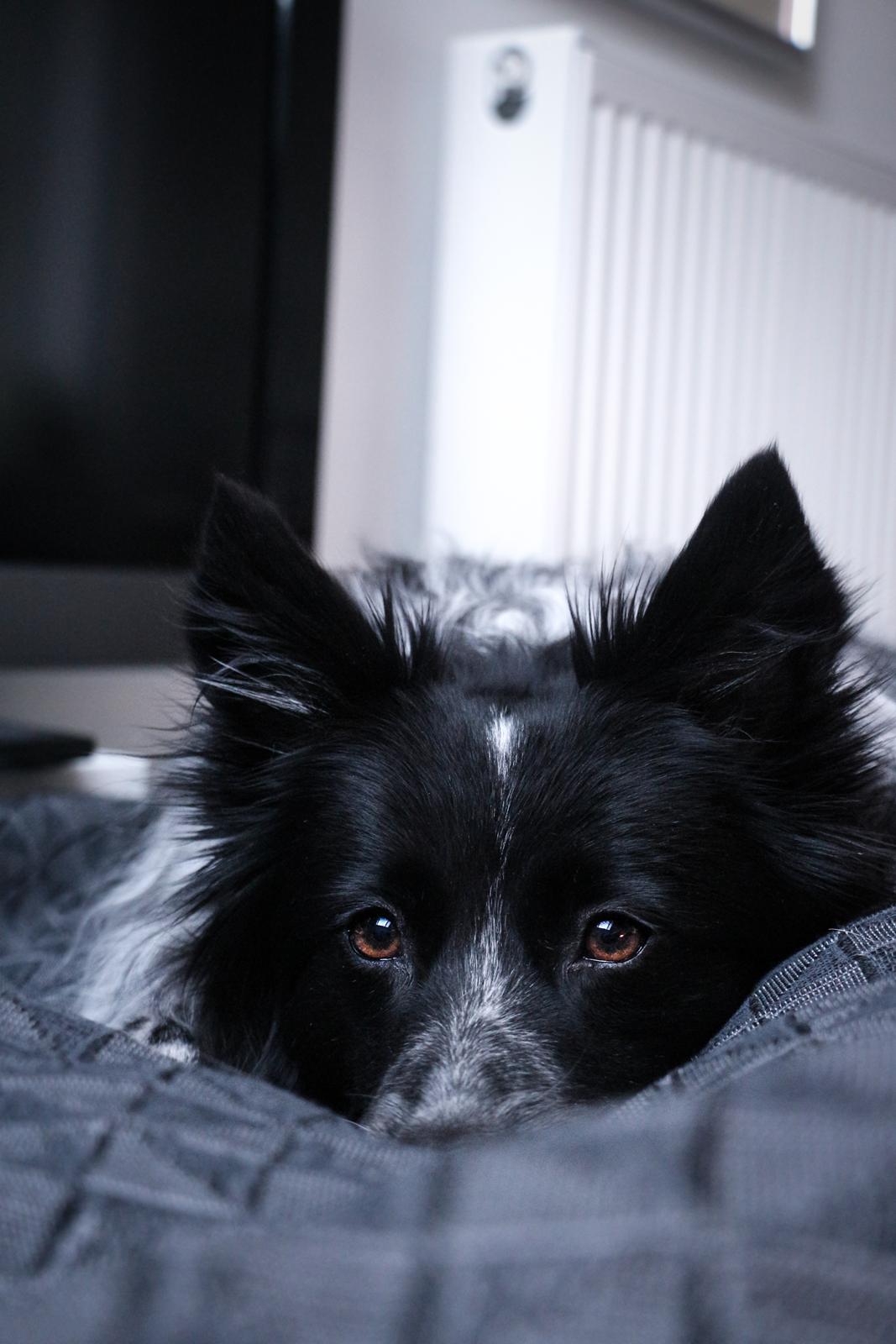 Blanding af racer Chili billede 38