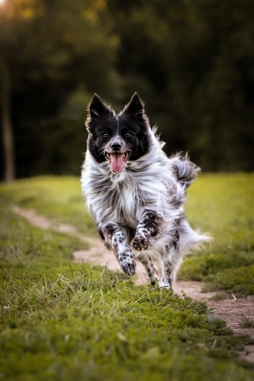 Blanding af racer Chili billede 25