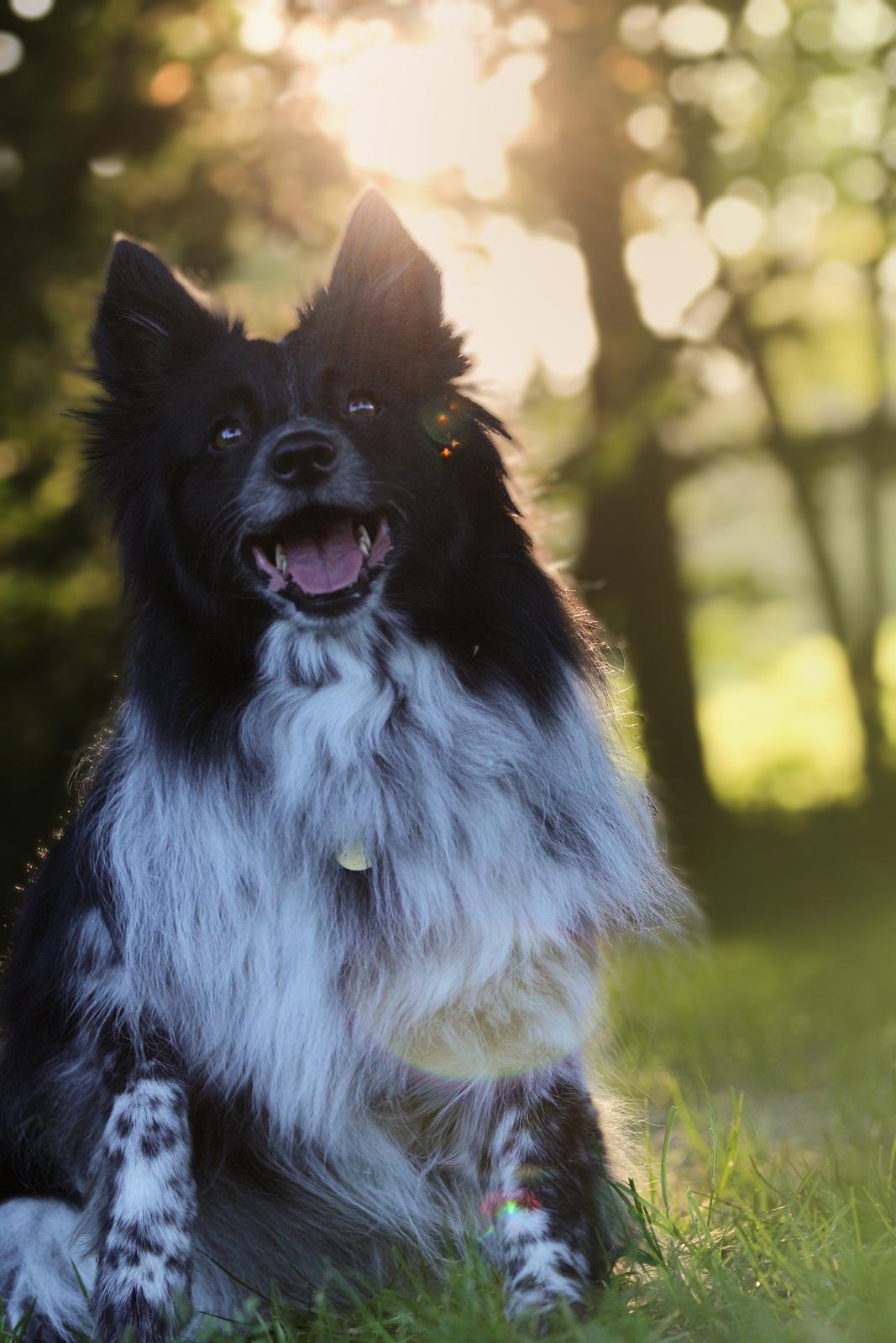 Blanding af racer Chili billede 29