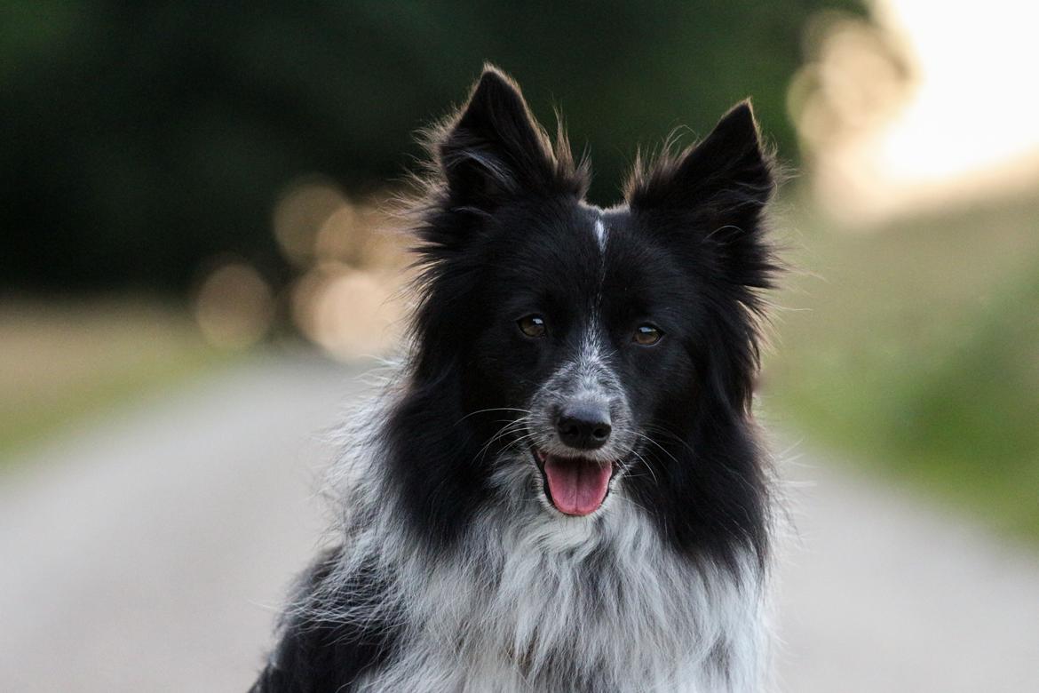 Blanding af racer Chili billede 30