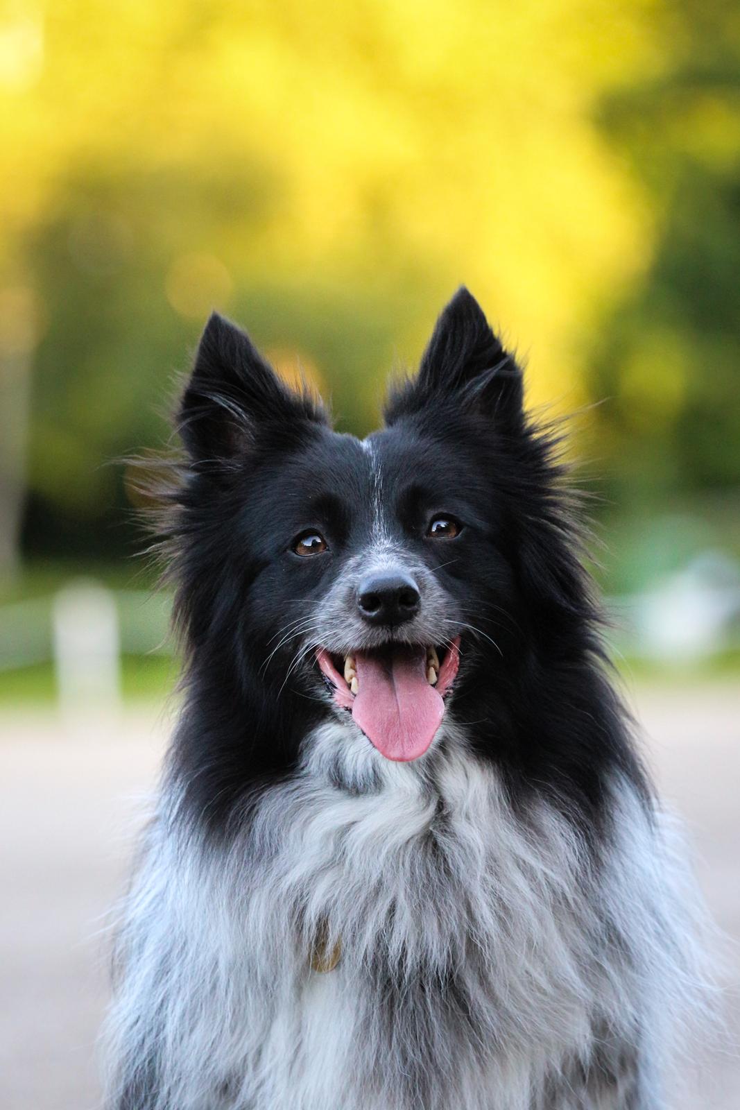 Blanding af racer Chili billede 14