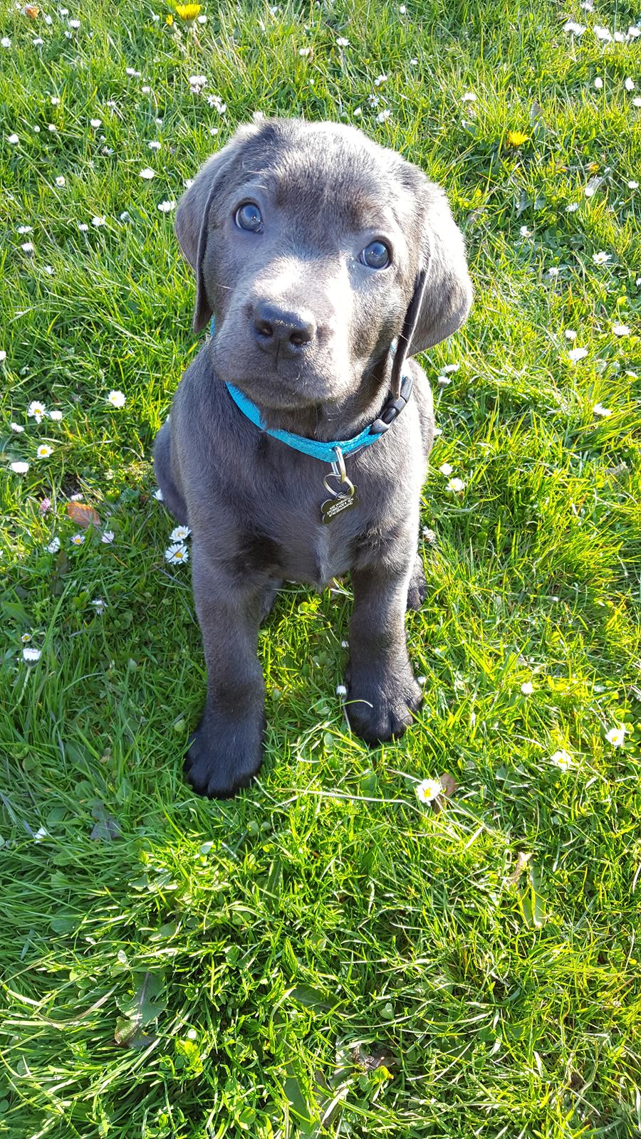 Labrador retriever Ivar von haulundgaard (otto) billede 12