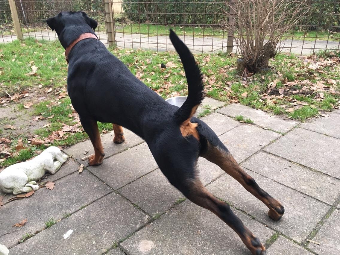 Rottweiler Djengis billede 12
