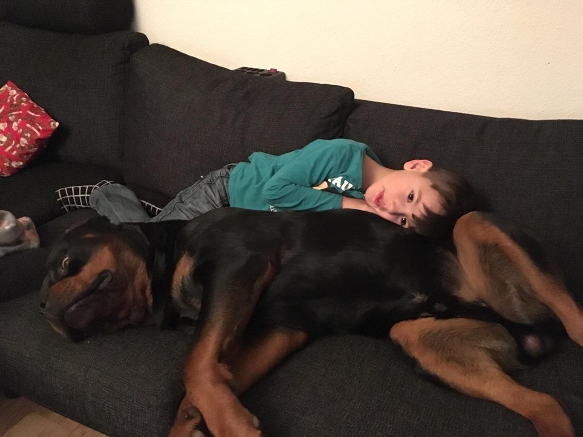 Rottweiler Djengis billede 14