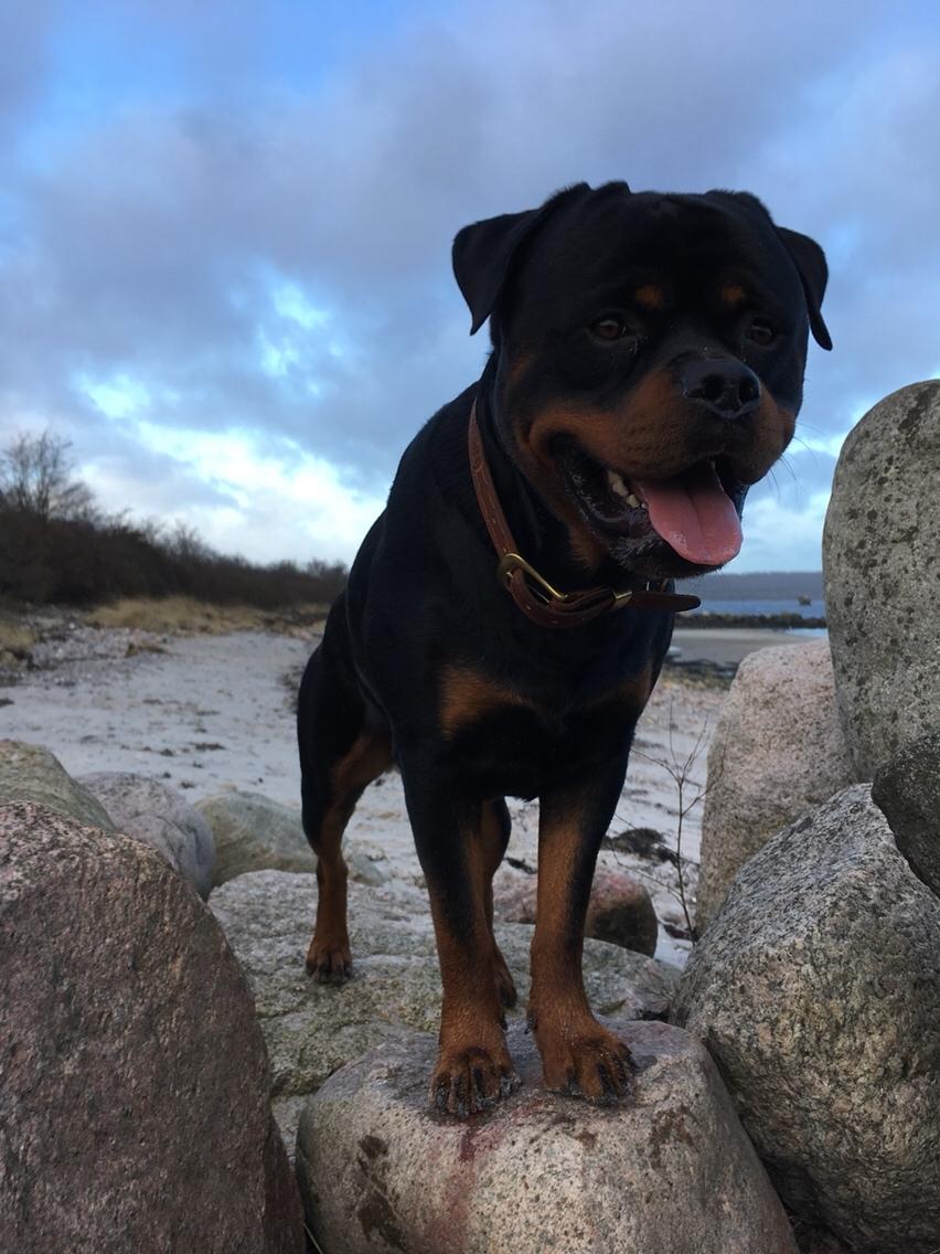 Rottweiler Djengis billede 17