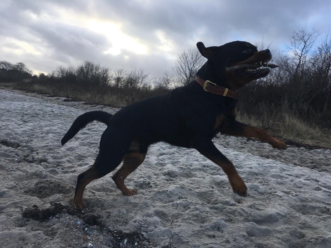 Rottweiler Djengis billede 19