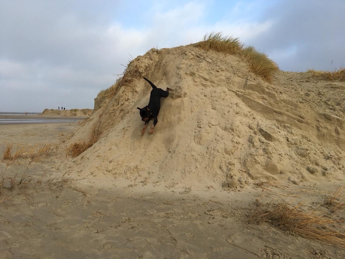 Rottweiler Djengis billede 20