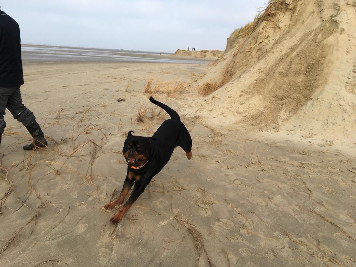 Rottweiler Djengis billede 21