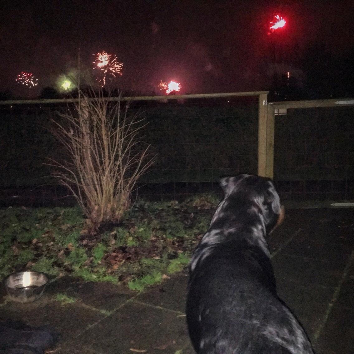 Rottweiler Djengis billede 22