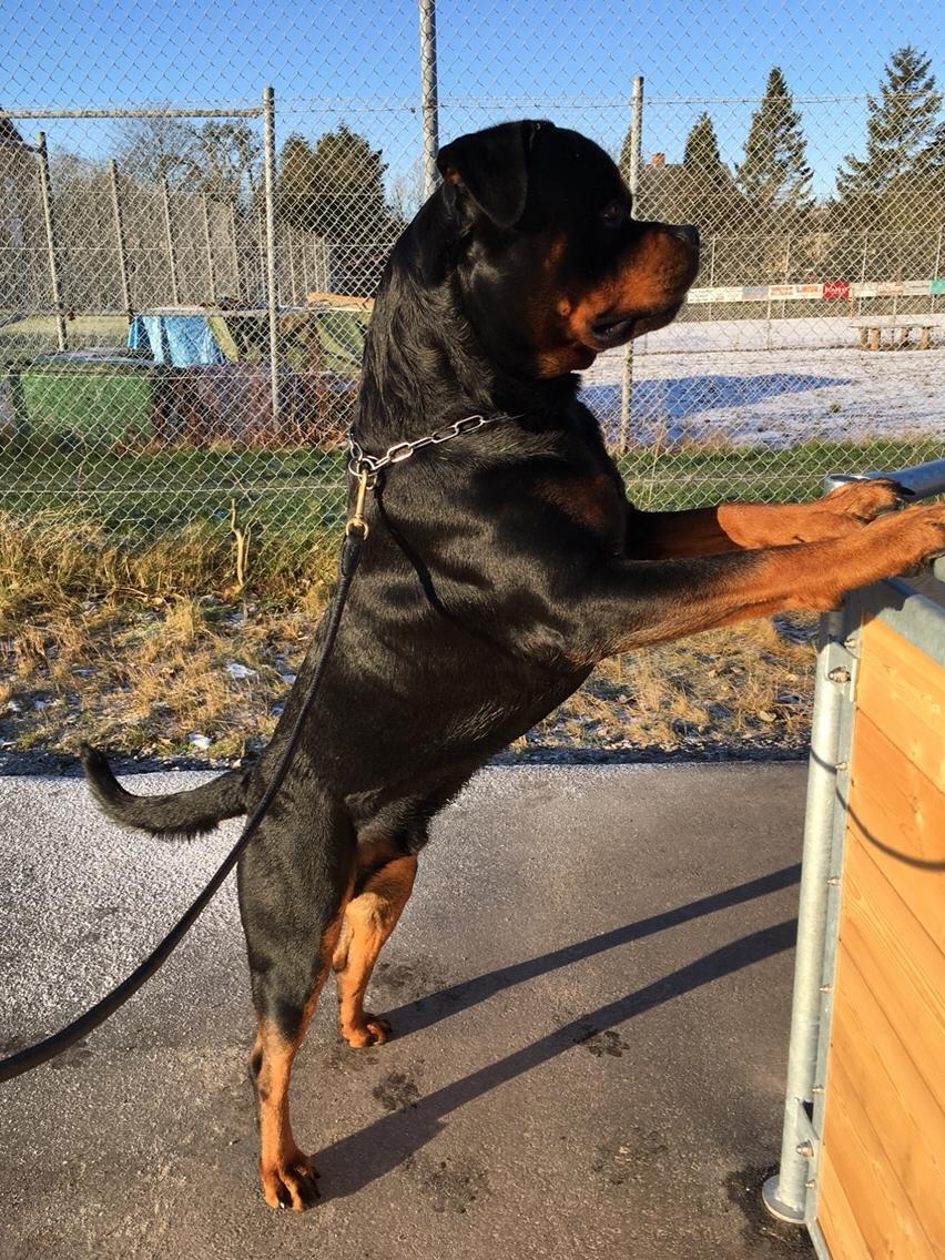 Rottweiler Djengis billede 24
