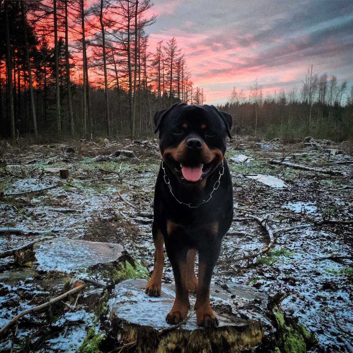 Rottweiler Djengis billede 26