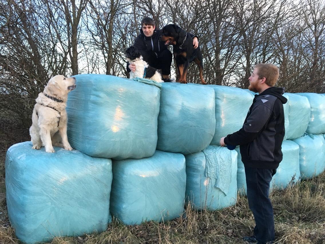 Rottweiler Djengis billede 27