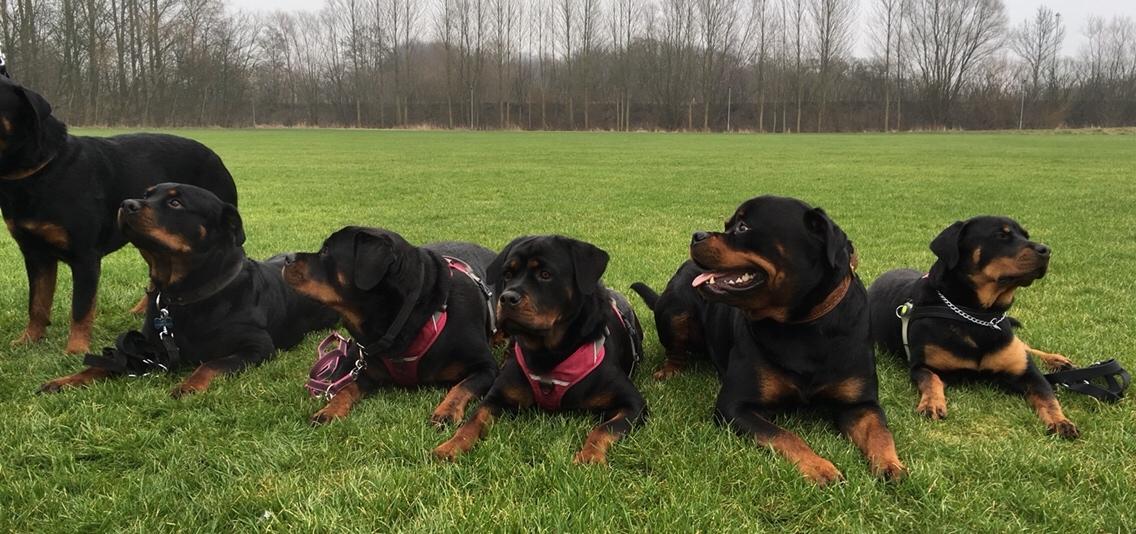 Rottweiler Djengis billede 28