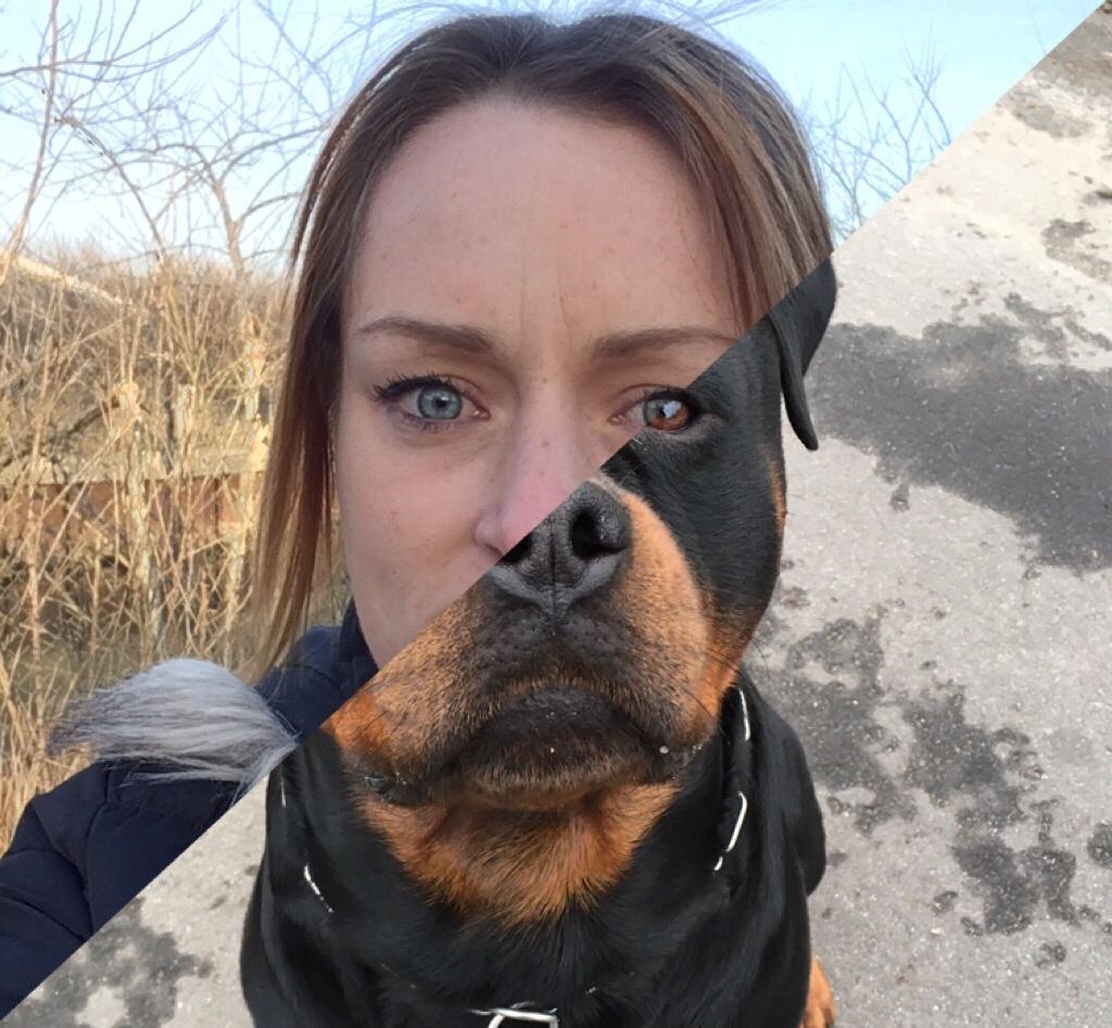 Rottweiler Djengis billede 34