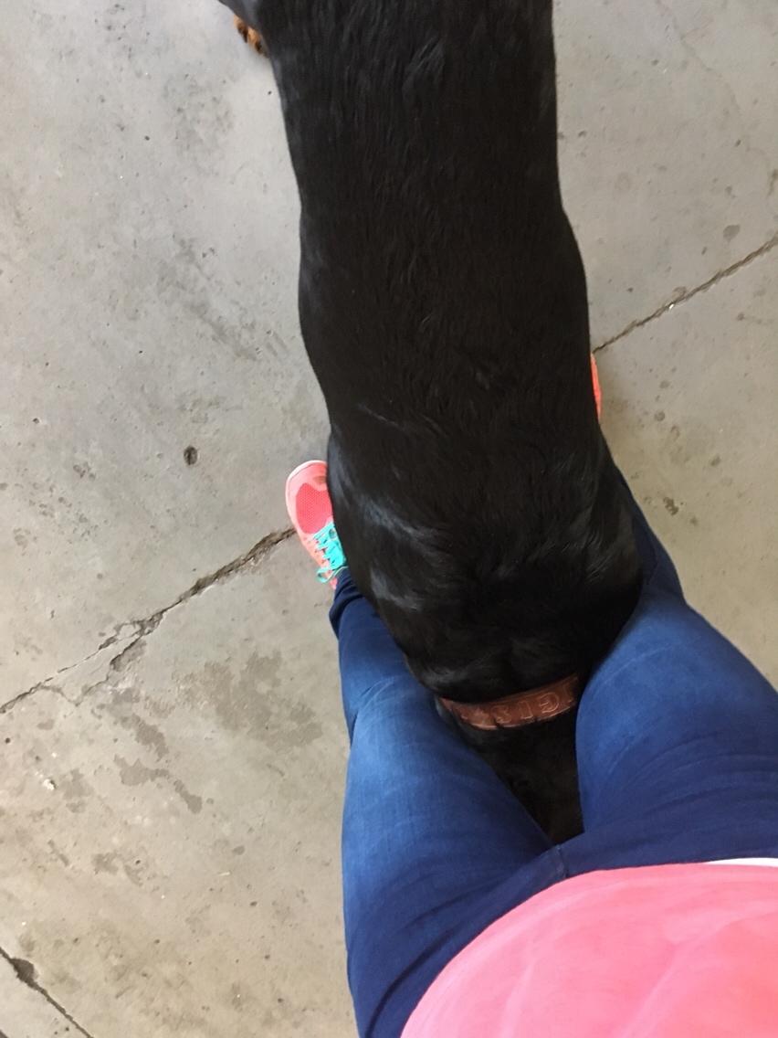 Rottweiler Djengis billede 35