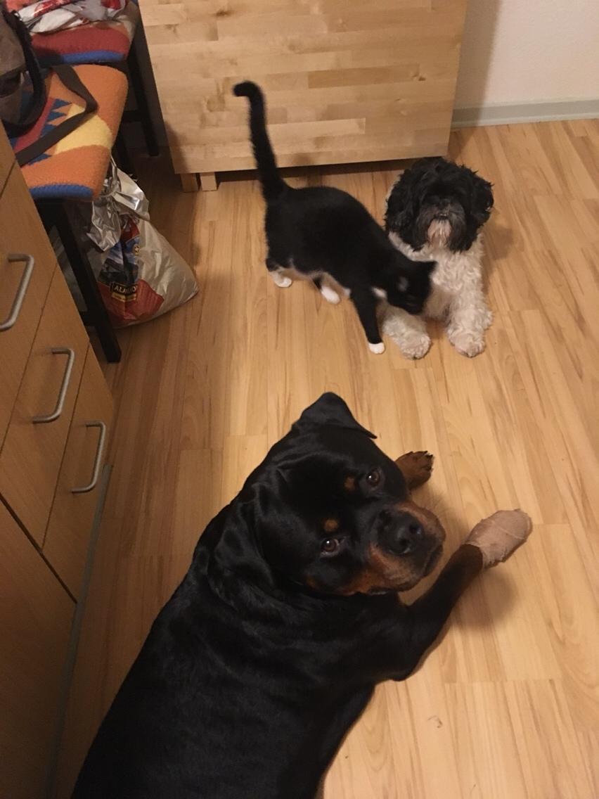 Rottweiler Djengis billede 36