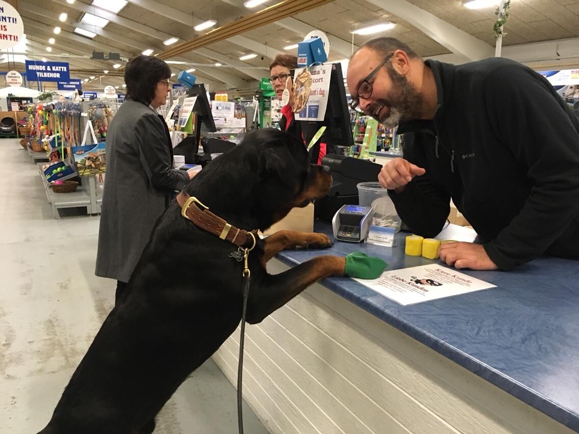 Rottweiler Djengis billede 37