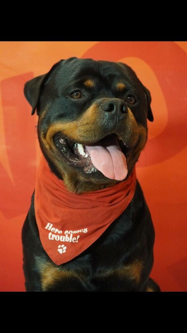 Rottweiler Djengis billede 38