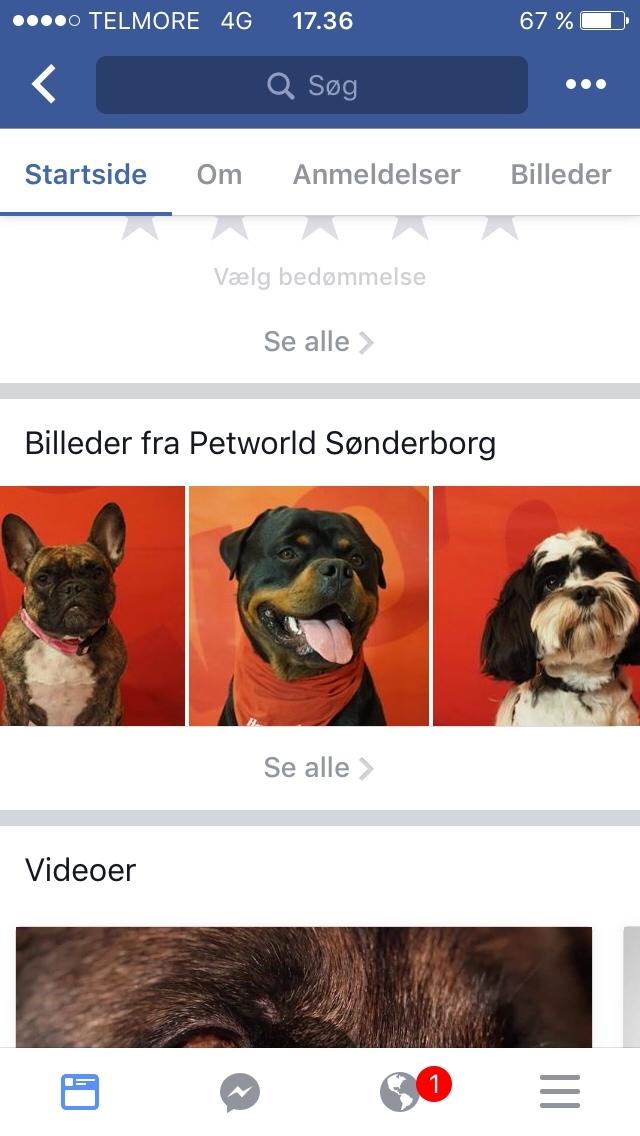 Rottweiler Djengis billede 39