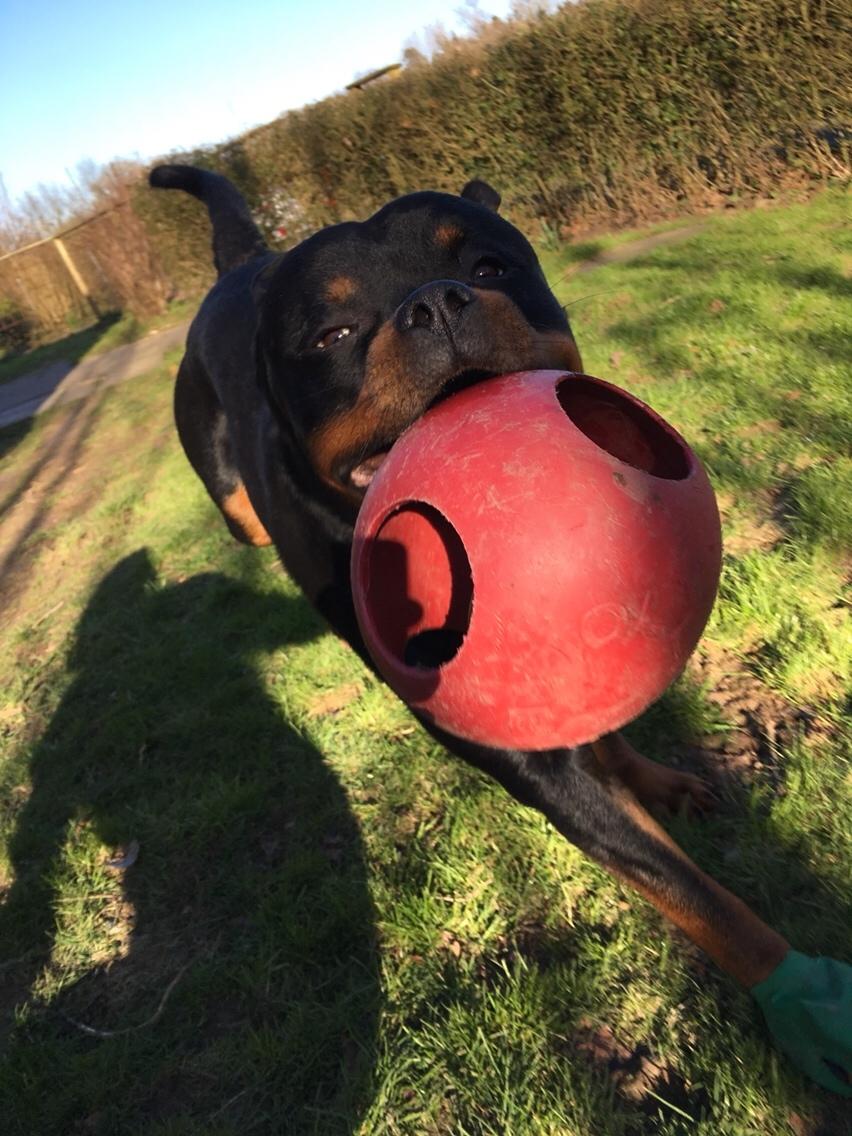 Rottweiler Djengis billede 40