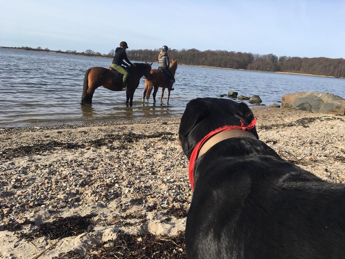 Rottweiler Djengis billede 41