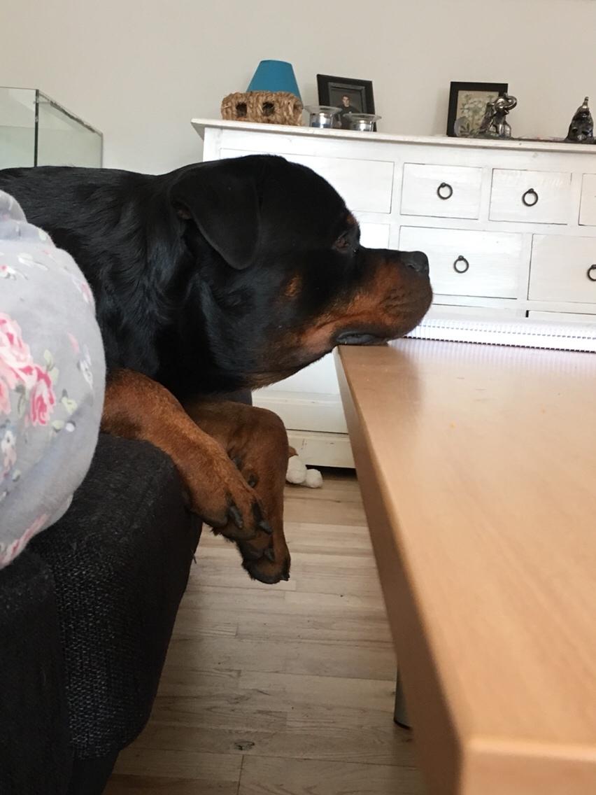 Rottweiler Djengis billede 42